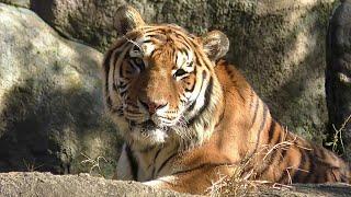 アムールトラ　ソーンくんののどかなひととき【浜松市動物園】Amur tiger Son-kun Hamamatsu Zoo