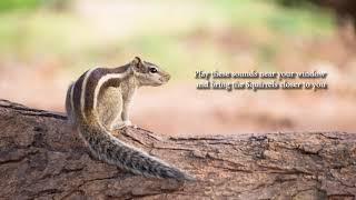 Indian Palm Squirrel Sounds | Squirrel Voice | Find and call Indian Squirrel