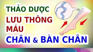 Thảo Dược LƯU THÔNG MÁU Ở CHÂN & BÀN CHÂN | EVA COCO