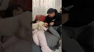  REACCIÓN de CANICHE  TOY al ATACAR a su DUEÑA ️ (EXPERIMENTO SOCIAL)