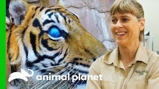 Hunter The Blind Tiger Gets a Check-Up For His Prosthetic Eyes | Crikey! It's The Irwins