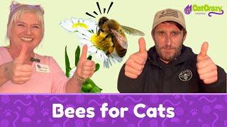 San Diego CFA Cat Show - Bee Leaf USA Explains How Honey Helps Cats