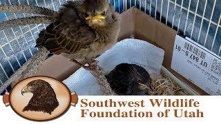 Rescued Baby Blackbirds | Handraising and Release Back to the Wild