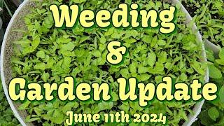 Some Weeding & A Garden Update