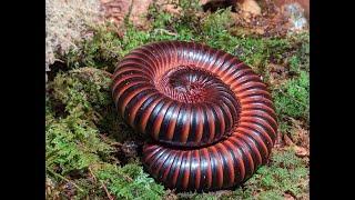 Giant African Millipede: Pros, Cons and Care Guide