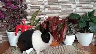 USE RABBIT URINE FERTILIZER TO BECOME BEAUTIFUL ORNAMENTAL PLANTS.