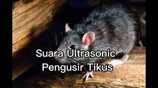 Suara Ultrasonic Pengusir Tikus - 5 Menit Tikus langsung Mingg4t !!