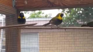 Tomeguin del pinar, Cuban finch (Tiaris Canora)