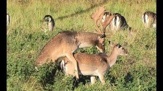 Damhirsche in der Paarungszeit   Fallow deer in the mating season