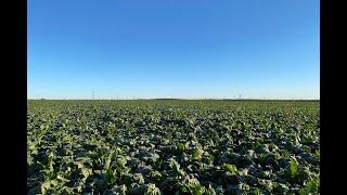 Lethbridge Sugar beet harvest 2021 providing sugar for Southern Alberta