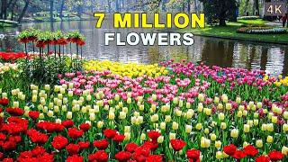 The World's Biggest Flower Garden | 4K Walk in Keukenhof Netherlands 
