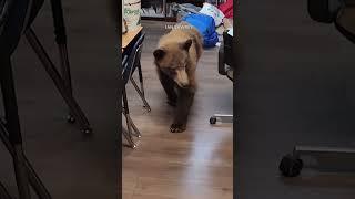 California teacher surprised by a visitor in her classroom as she prepared for first day of school