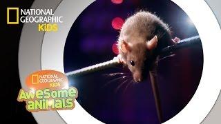 Rat Genius | Awesome Animals