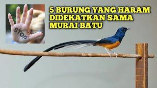 5 Burung yang Harus dihindari Saat Pelihara Burung Murai ‼️nomor 4 sangat dilarang