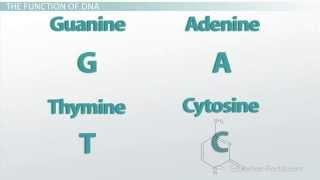 DNA: Complementary Base Pairing