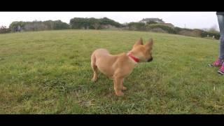 LE CHIOT PAR L' ACADÉMIE DES CHIENS / MALINOIS / L' ACADÉMIE DES CHIENS 2017