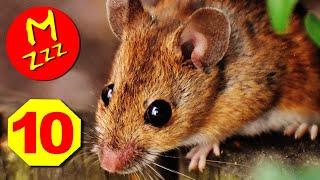 Get Rid of Mice Humanely - 10 Hours of Owls Hooting and Sonic Blast to Repel the Mouse