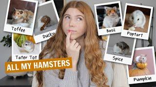 How many hamsters have I had?? | Q&A