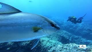 Off Shore by Season Challenge Azores Dive Center