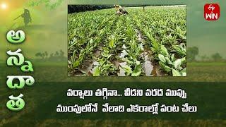 Paddy fields in flood water for more than 5days in Guntur | Etv