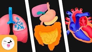 Human body organs for kids - Circulatory system, digestive system and respiratory system for kids