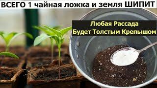 Я в Шоке чайная ложка и Любая Рассада Будет Толстым Крепышом