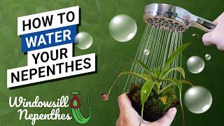   How To Water Your Nepenthes (Don't kill Your Plant by Roots Rot! + Nepenthes care routine)