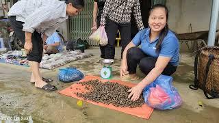 Husband and wife: How to harvest snails to sell at the market, weed the corn garden |Chúc Thị Xuân