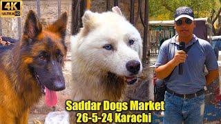 Saddar Dogs Market Karachi 26-5-24 Karachi | German Shepherd Husky Dogs | الكلاب الأصيلة والمقاتلة