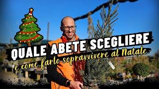 Quale Abete scegliere e come farlo sopravvivere dopo il Natale?