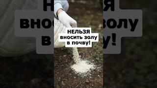 Не сыпьте золу в почву пока не посмотрите видео! #огород #сад #садоводство #дача #урожай