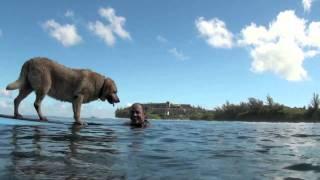 Bill Hamilton and Sava Surfing Dog Movie HD.mov