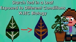 Starch Test in Leaves - WJEC Biology - (GCSE REVISION)