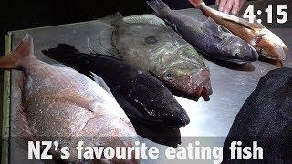 New Zealand Best Eating Fish