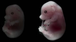 Mouse embryo developing over time