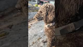 Bedlington terrier & poodle mix. Summer in Norway.