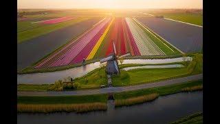 Tulips in The Netherlands 4k