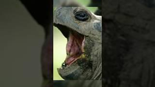 10 Longest Living Animals #top10#top10animals  #youtubeshorts#shortsfeed#animals#gianttortoise