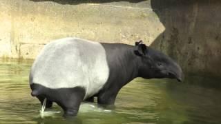 Malayan tapir (London Zoo)