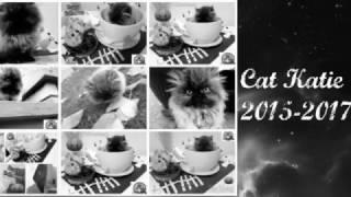 Cat Katie 2015-2017 - BC - (28.1.2017)