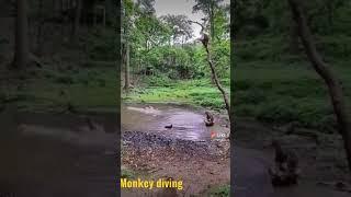 #monkey diving#monkey fun#