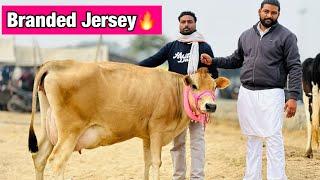 Top quality Jersey for sale | Rate just-85,000 | Biggest cow market