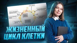 Жизненный цикл клетки I Биология ЕГЭ для 10 классов I Умскул | Биология ЕГЭ для 10 класса | Умскул