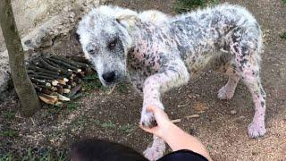 The sick girl held out her paw but did not let herself be saved!People were shocked to find out why!