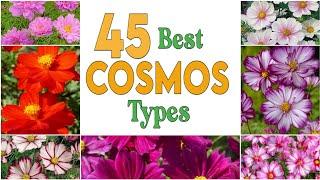 45  Best Types  Cosmos Plants