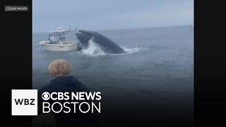 Whale capsizes boat off New Hampshire, expert says encounter not uncommon