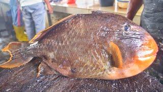 FIRST TIME CUTTING STARRY TRIGGERFISH || AMAZING FISH CLEANING & CHOPPING LIVE IN FISH MARKET