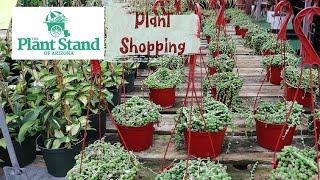 Incredible Deals at Plant Stand of AZ! Houseplant Shopping .