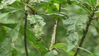 Mountain Masked Apalis - a native bird to the Albertine Rift montane forests