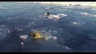 Polar Bears Hunt a Drone from Under the Ice || ViralHog